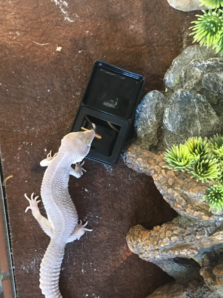 Black Water/Mealworm Dish