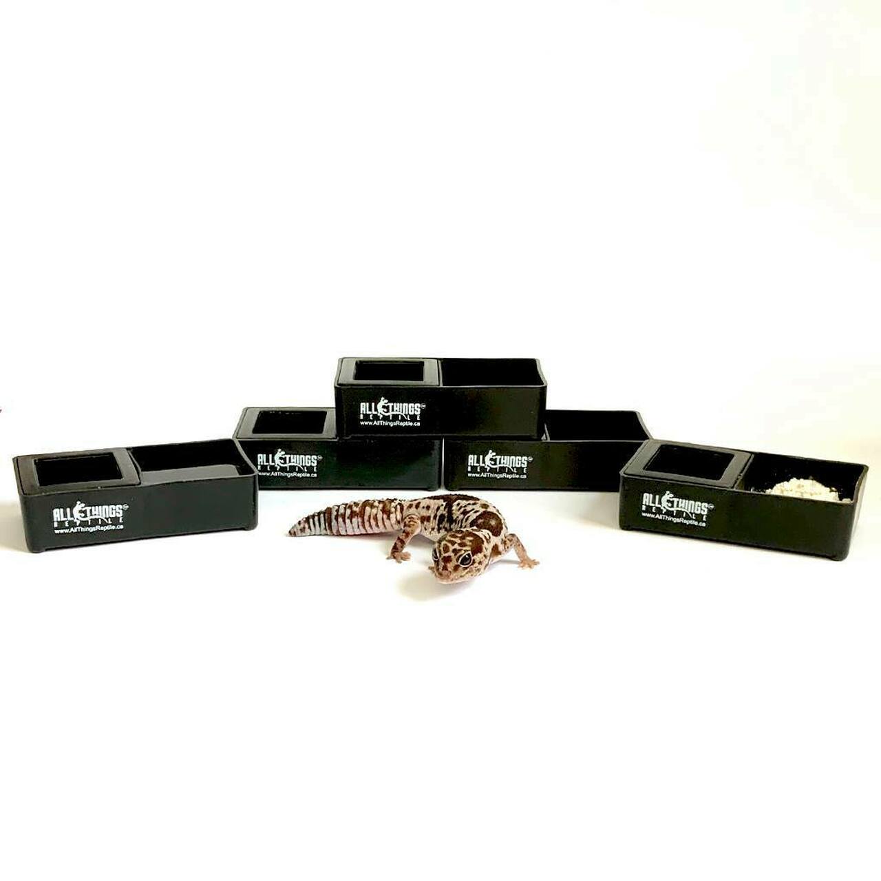 ATR Black Water/Mealworm Dish
