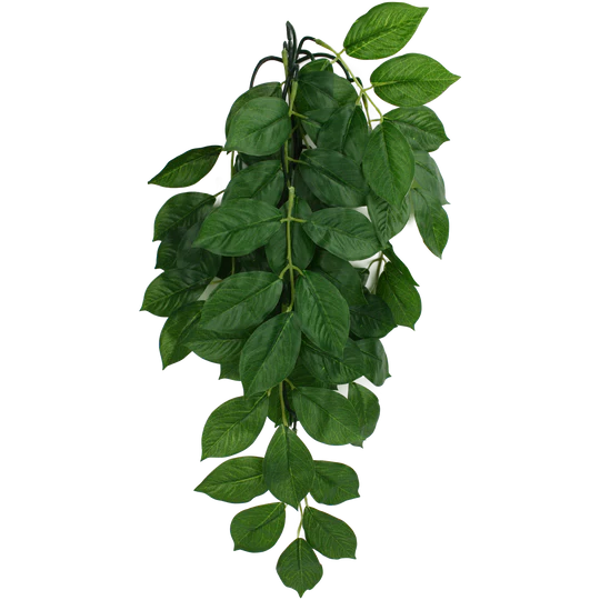 Komodo Green Leaf Plant 16"