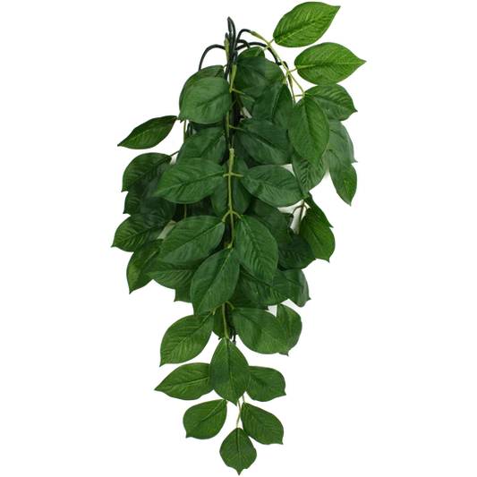 Komodo Green Leaf Plant 16"