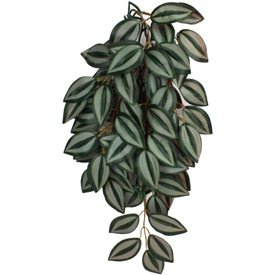 Komodo Zebrina Plant 24"