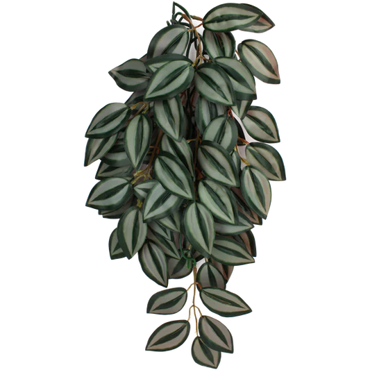 Komodo Zebrina Plant 24"